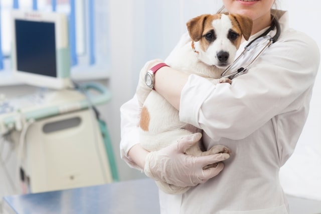 動物病院の動物看護師が犬を抑えている様子