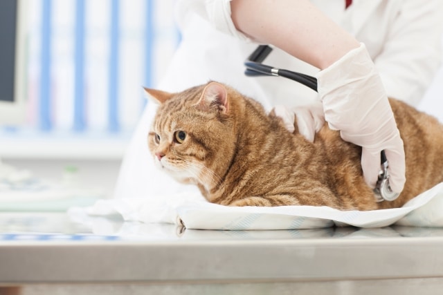 獣医師が猫の診療をしている画像