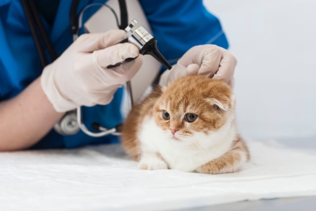 猫の耳をみる獣医師