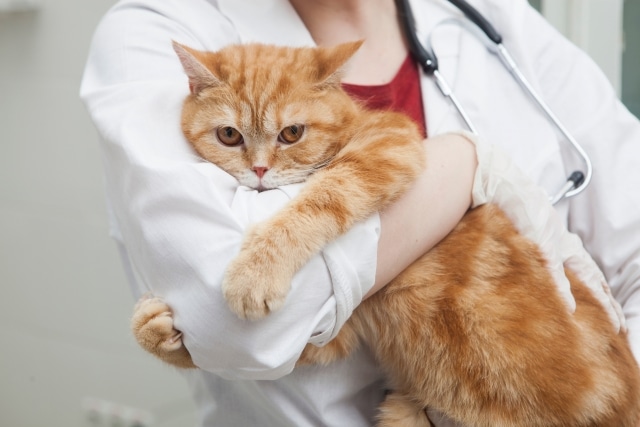 猫を抱く獣医師の画像