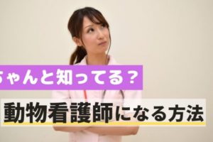 動物看護師の給料や年収はどれくらい Vcareer ブイキャリア